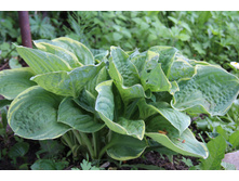 �����  �������� ��� (�ϣ ����)