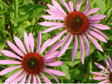 �������� ���������(�ϣ ����)