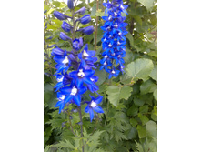 ����������  'Atlantis'