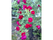 ��������� ����