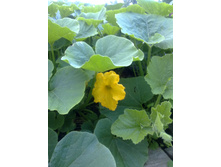 ������ �������