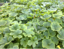 �������, ����� � ���������