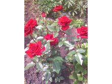 ���� �������