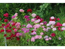 �������� �������� (�ϣ ����)