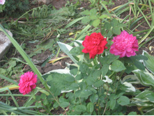 Sophy's Rose  IMG_1192.JPG