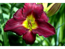 ������� (�����. �����.)*(�)