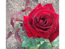 ������ 06.2014.jpg