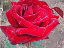 ������ 06.2014.jpg