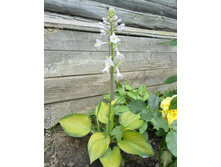 ����� 1 (2).JPG