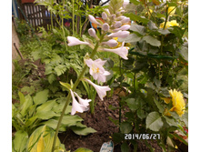 ����� (2).JPG