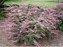 53a47df32d12e_berberis_thunb.pink_queen_-_192.jpg