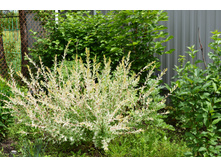 ��� (Salix purpurea Nana)