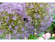 ��� � �����.JPG