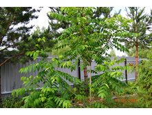 ���� ������������