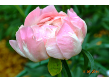 ���� ����� ����.JPG