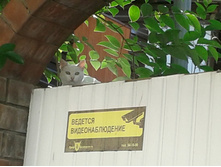 ��ģ��� ����-���������������