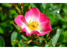 �������� ������ ������