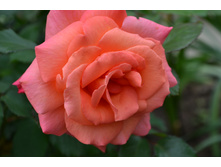 Freisinger Morgenrote