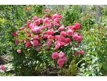 �������� �������