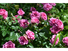 �������� ������