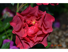 Cinco de Mayo (����)