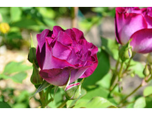 ���� Wild Blue Yonder.JPG