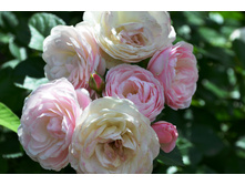 ���� ����� ����� (����)