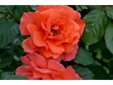 ���� ����������.JPG