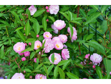 Heavenly Pink (����)