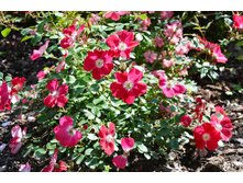 ���� ������� ������.JPG