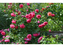 ���� �������� �������.JPG