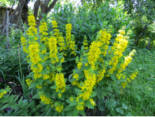 ��������� �����������.JPG