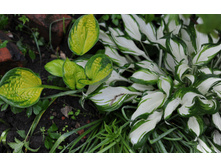 �����Rainforest Sunrise , ������ undulata 'Mediovariegata'  086.jpg