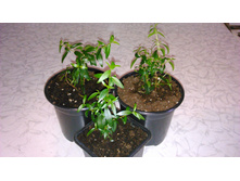 ��������� ������� ����� �������� -- 150- 170    ���.