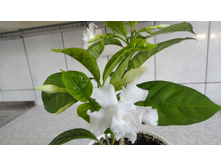 ��������������- ������ �������� .....