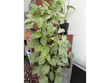 ���������� ����� ���� - ������ �������� �������� .....