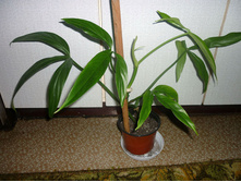 ����������� �ң�����������  ( Philodendron tripartium)- ������ �������� �������� ....
