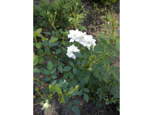 ����������� ���� ���� ����