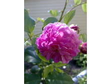 ���� ������