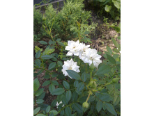 ����������� ���� ���� ����