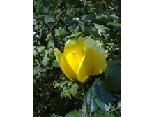 ���� �������� ������� ����