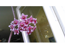 Hoya pubicallyx "Royal Hawaiian Purple"