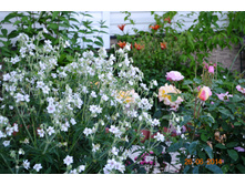 ������ � ����