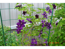 ���� ��������2.JPG