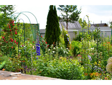 ������ ����� � ����� ������ � 1,5�����