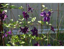 ���� ��������.JPG