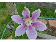 �������� ���������