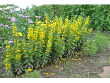 ��������� ��������