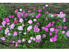 �������� ��������