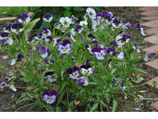 ������� ������/�����